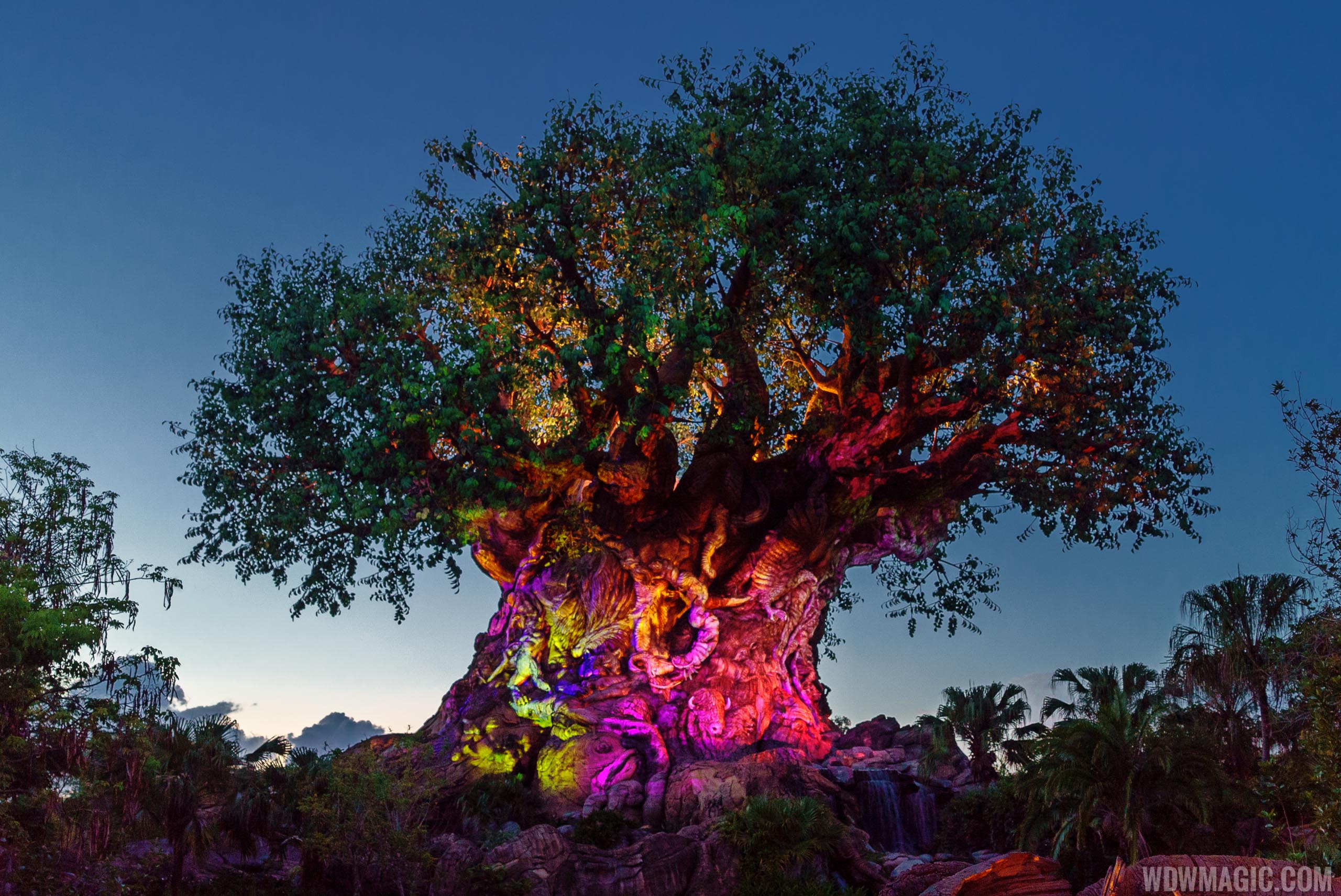 VIDEO The Tree of Life Awakenings at Disney's Animal Kingdom